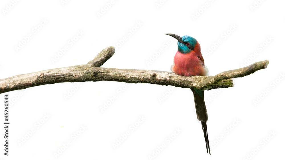 Obraz premium Northern Carmine Bee-Eater