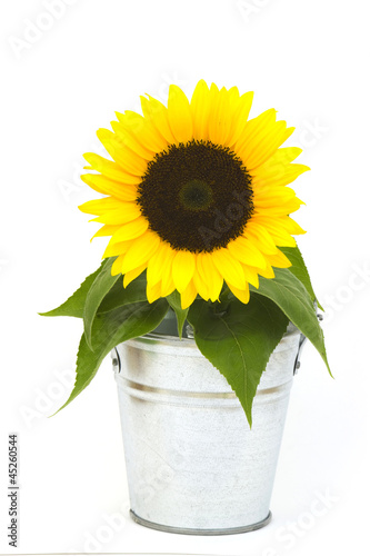 Beautiful sunflower in a bucket