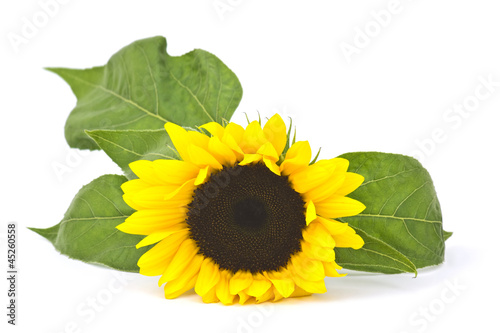 Fototapeta Naklejka Na Ścianę i Meble -  sunflower on white background