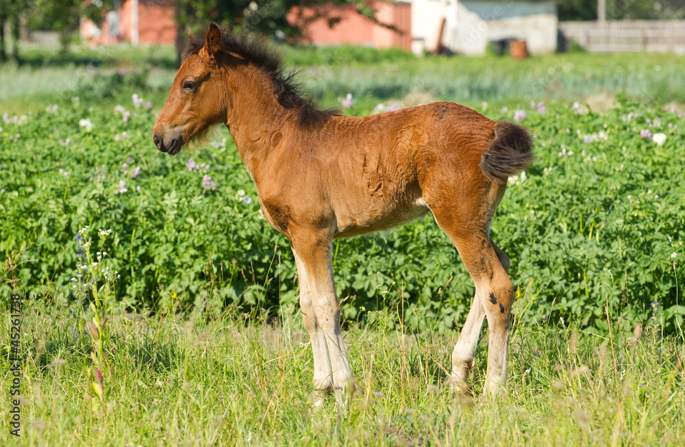 Obraz premium Beautiful foal