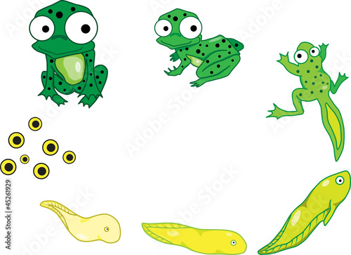 The life cycle of a frog