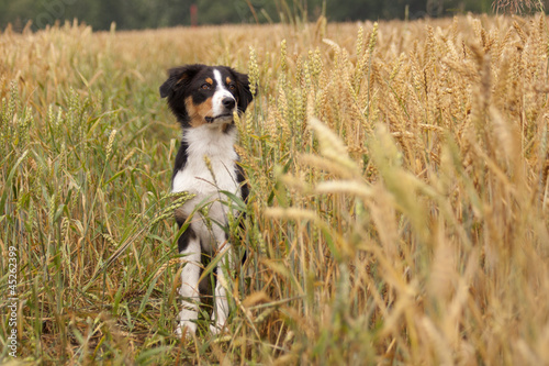 Australian Shepherd photo