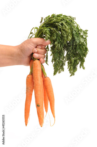 Hand holding carrots