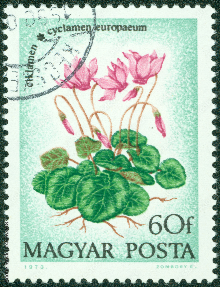 stamp printed in Hungary shows Cyclamen stamp printed in Hungary shows Cyclamen