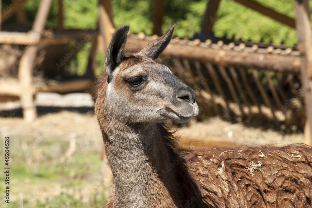 Lama head right profile in sunny day in zoo