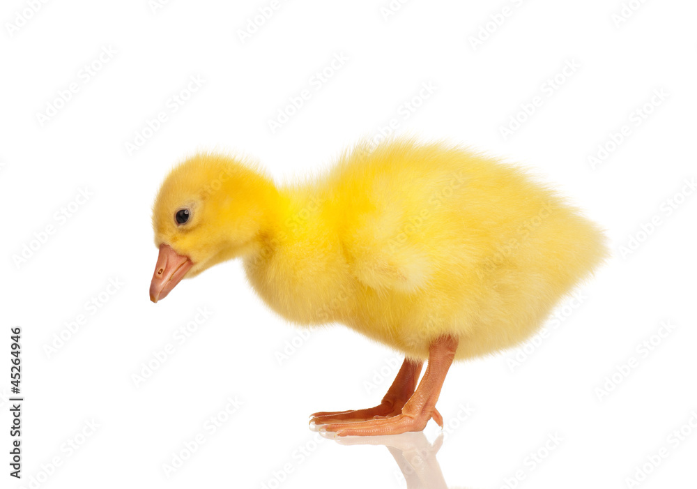 Domestic gosling Domestic gosling