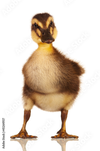 Domestic duckling © DenisNata