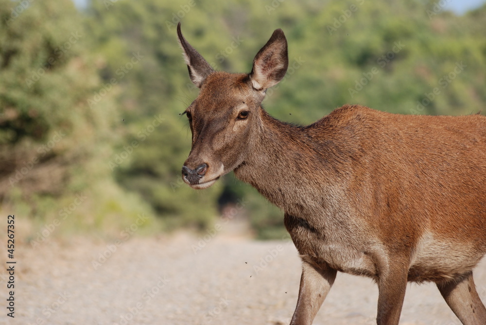 Fototapeta premium biche