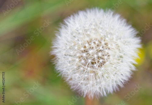 Dandelion with textspace