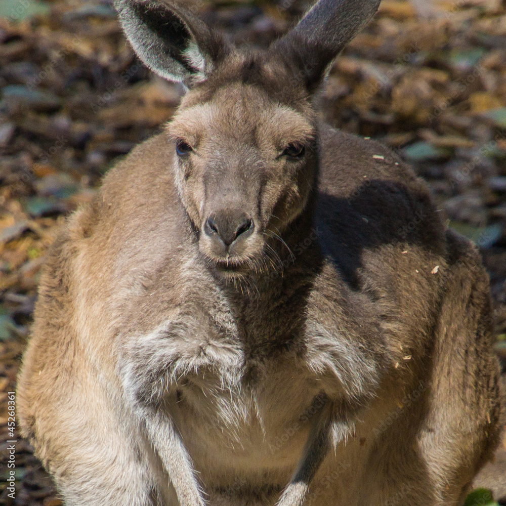 Fototapeta premium Bouncer