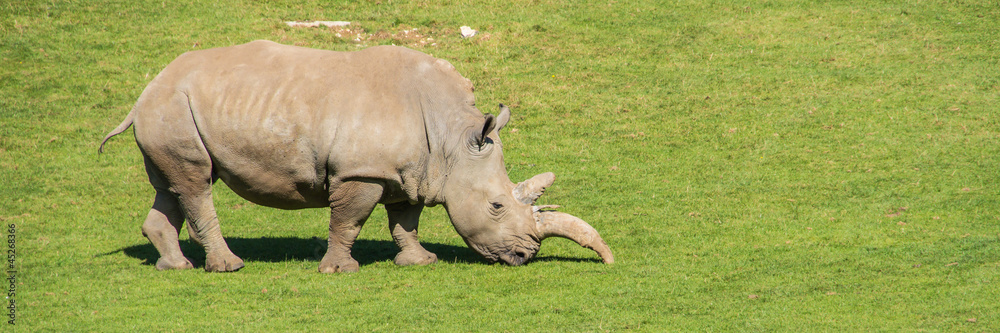 Fototapeta premium White Rhino