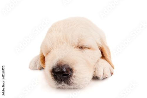 Sleeping puppy retriever, isolated on white