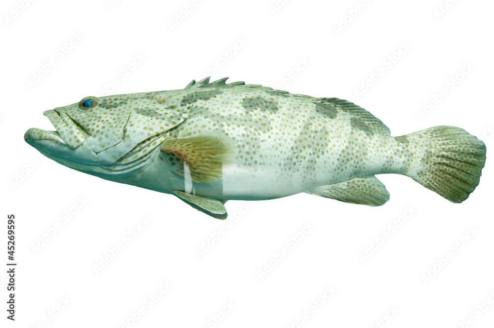 Fototapeta premium A fish grouper