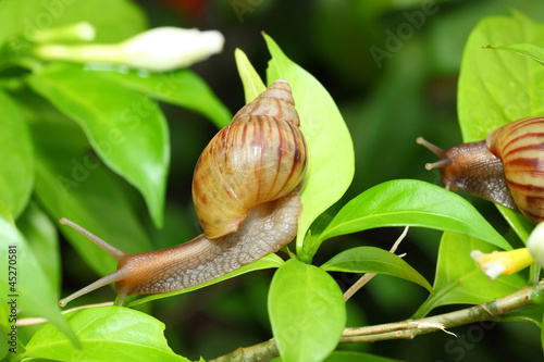 Snail is climbing on the tree with his friend