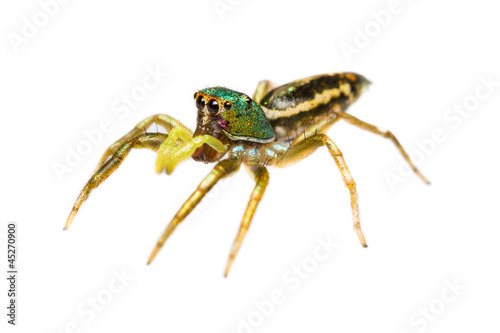 isolated cosmophasis umbratica jumping spider © skynet