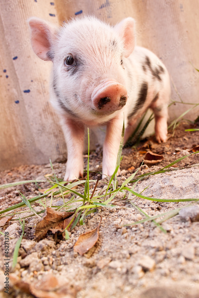 Close-up of a cute muddy piglet running around outdoors on the f Close-up of a cute muddy piglet running around outdoors on the f