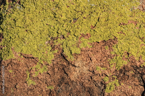 Камень,покрытый зеленым лишайнико