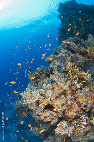 Fototapeta Naklejka Na Ścianę i Meble -  Tropical coral reef scene