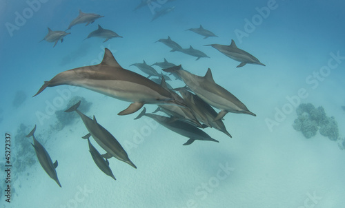 Pod of wild spinner dolphins