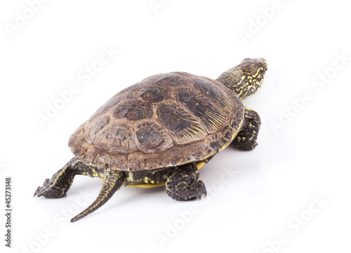 Turtle walks isolated