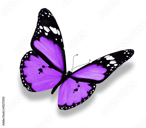 Violet butterfly, isolated on white