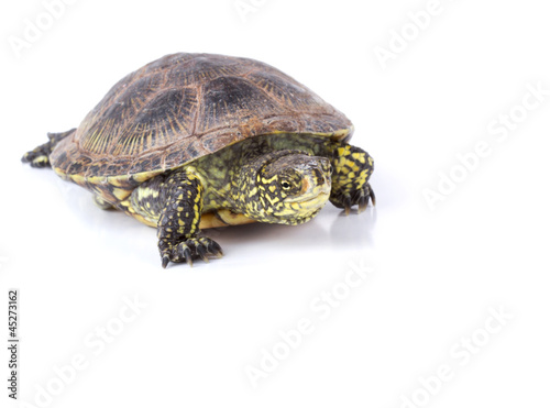Turtle isolated