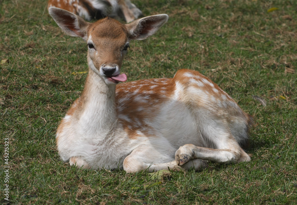 Fallow Deer Fallow Deer