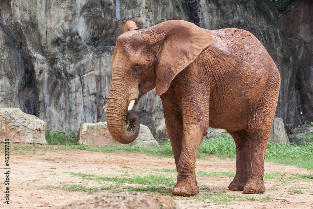 Fototapeta premium Baby Africa elephant