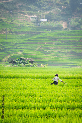 Farmer in Vietnam is growing rice in the terrace