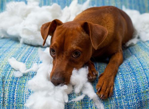 naughty playful puppy dog after biting a pillow photo