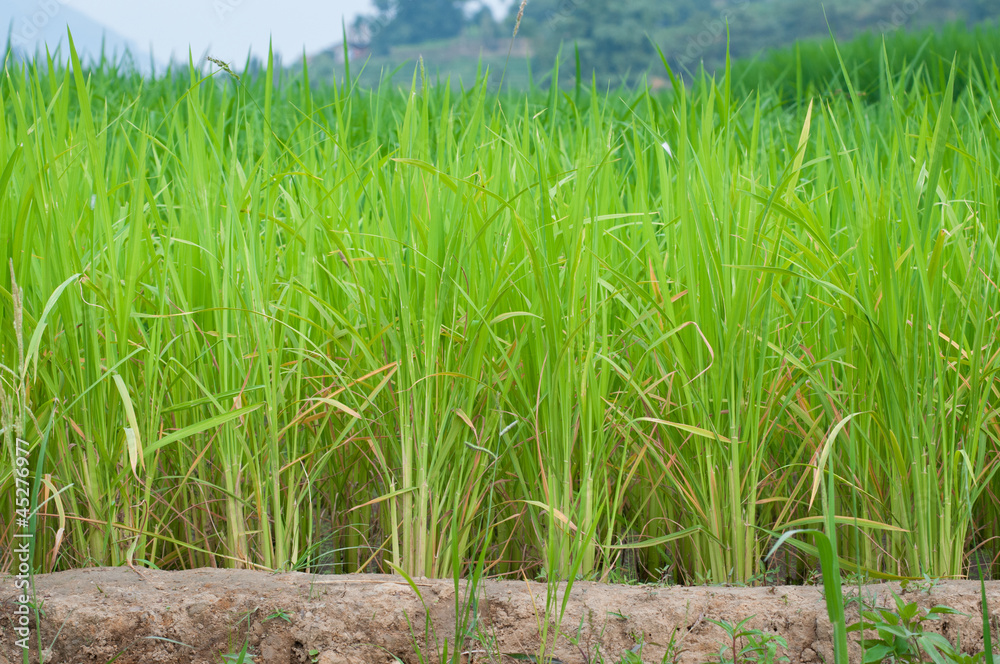 Fototapeta premium Row of rice field