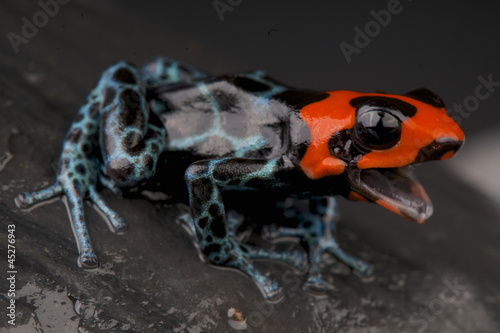 Blessed poison frog / Ranitomeya benedicta photo