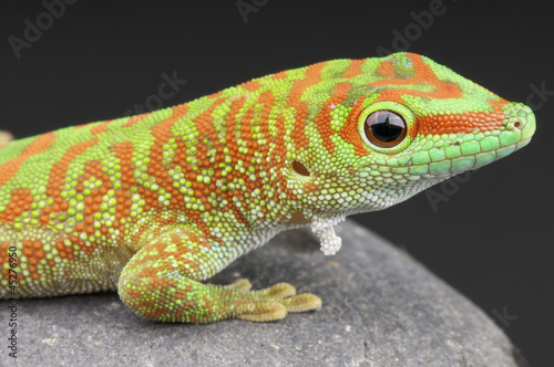 Giant day gecko / Phelsuma madagascariensis