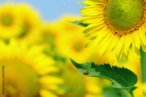 ladybug and sunflower