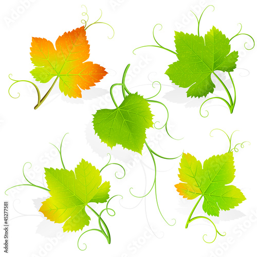 Grape leaves. Vector