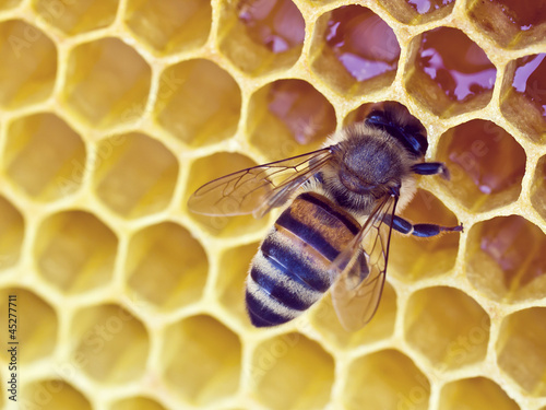 Bee on a wax background