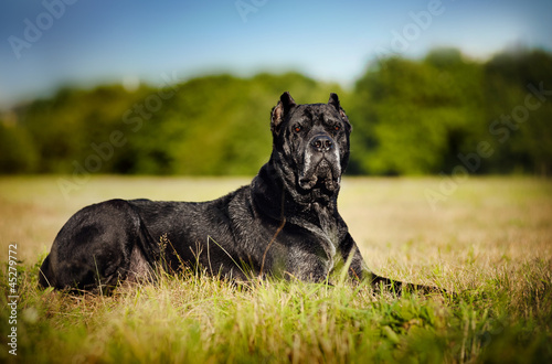 Dog Cane Corso lying on the field
