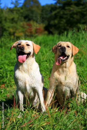 Two Labrador retriever dogs on the meadow