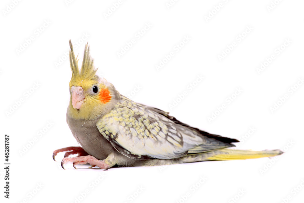 Obraz premium One cockatiel parakeet baby