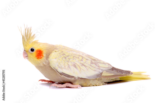 One cockatiel parakeet baby