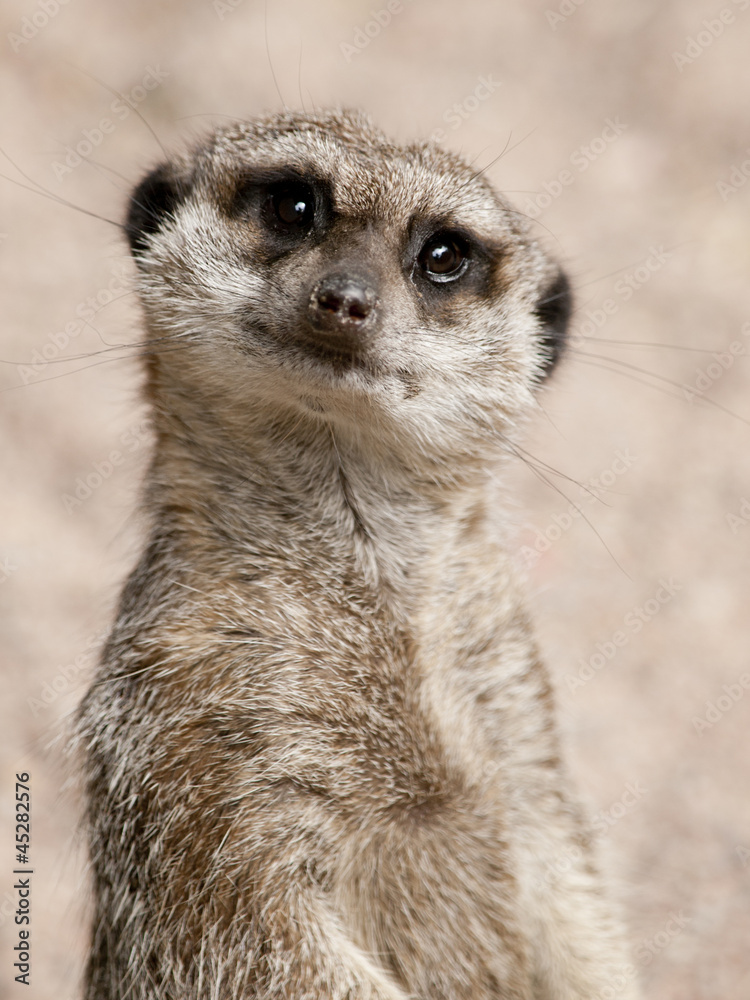 Meerkat Meerkat