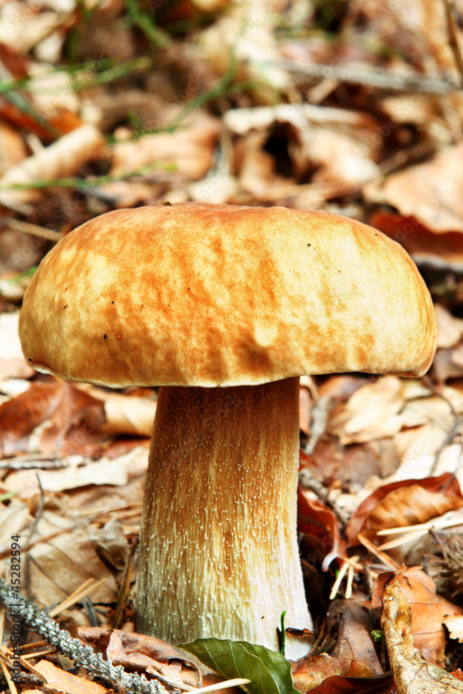 Boletus Edulis