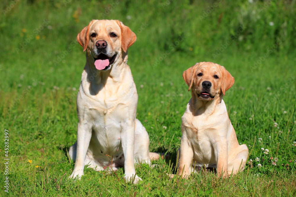 Labrador retriever-mother and her puppy