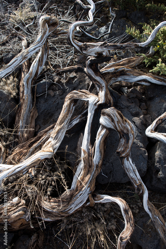 Dried branches in La palma Caldera de Taburiente Dried branches in La palma Caldera de Taburiente