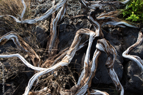 Dried branches in La palma Caldera de Taburiente