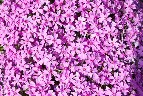 Lilac phlox