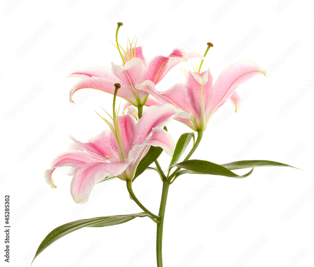 beautiful pink lily, isolated on white