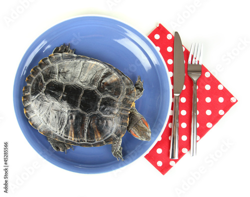 red ear turtle on plate isolated on white photo