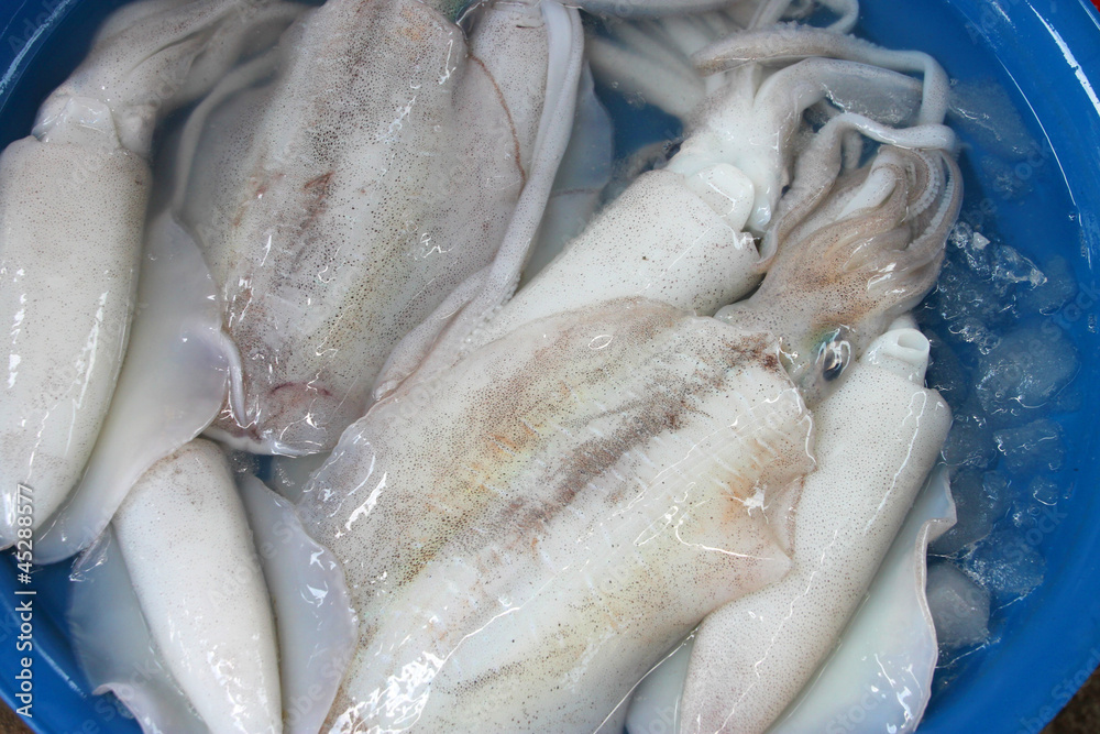 Fresh squids Fresh squids