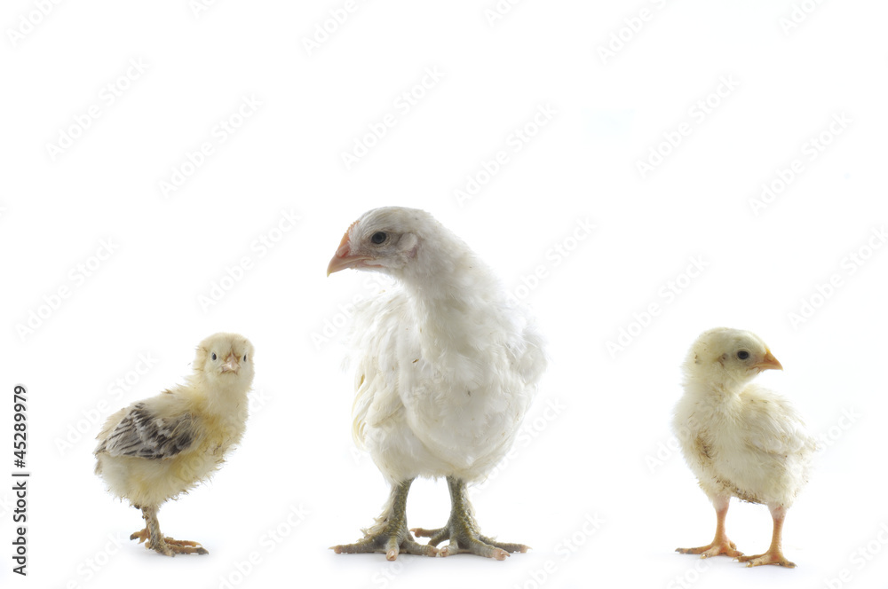 chicken family